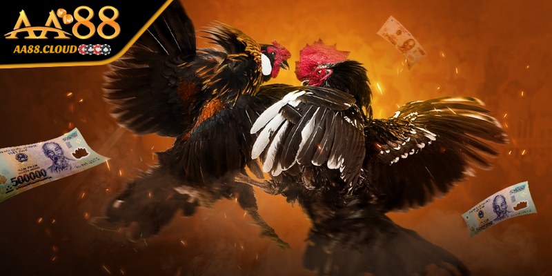 Tìm hiểu khái niệm của cách chấp tiền gà chọi