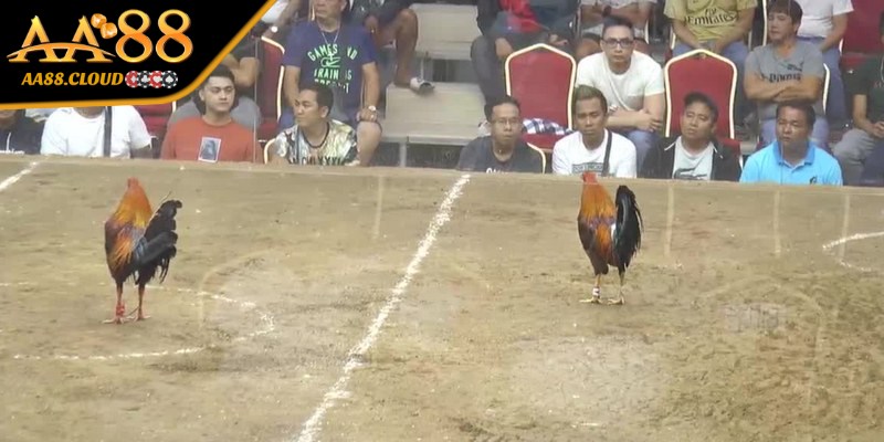 Dựa theo độ khó của trận để đưa ra cách chấp tiền gà chọi phù hợp