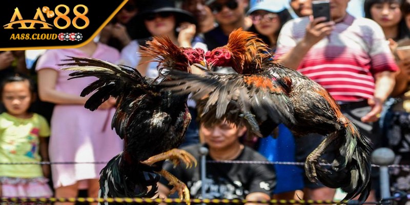 Nắm rõ được cách chấp tiền giúp bạn tăng khả năng thắng