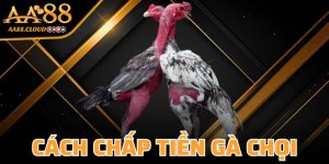 Cách Chấp Tiền Gà Chọi