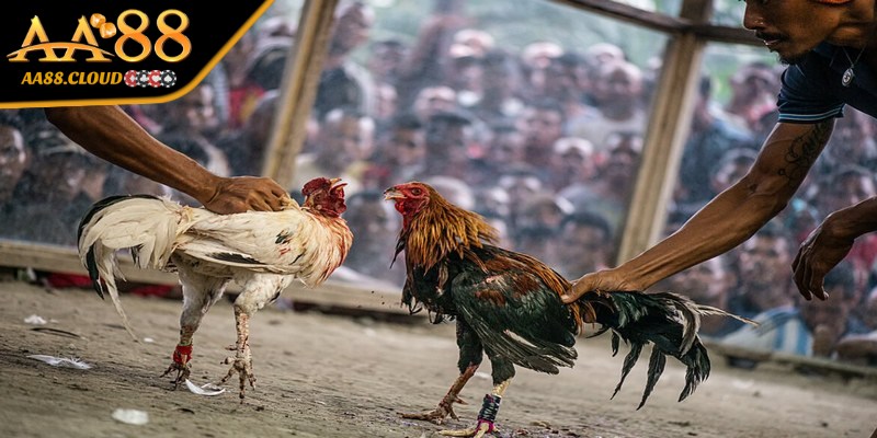 Đá gà trực tiếp casino là hình thức người chơi tham gia đặt cược chọi gà