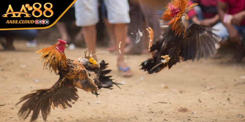 Đá gà trực tiếp casino cung cấp nhiều loại kèo cược phong phú