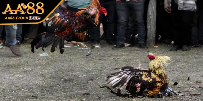 Chỉ cần vài bước là bạn có thể tham gia đá gà trực tiếp casino