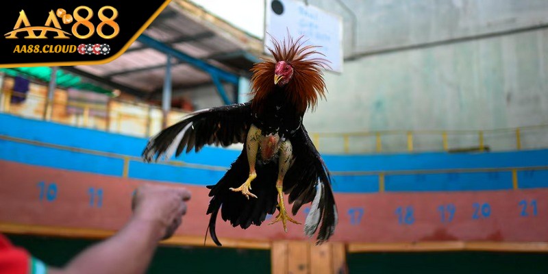Luật cơ bản khi chơi đá gà gồm có quy định về hạng cân cùng hình thức thi đấu 