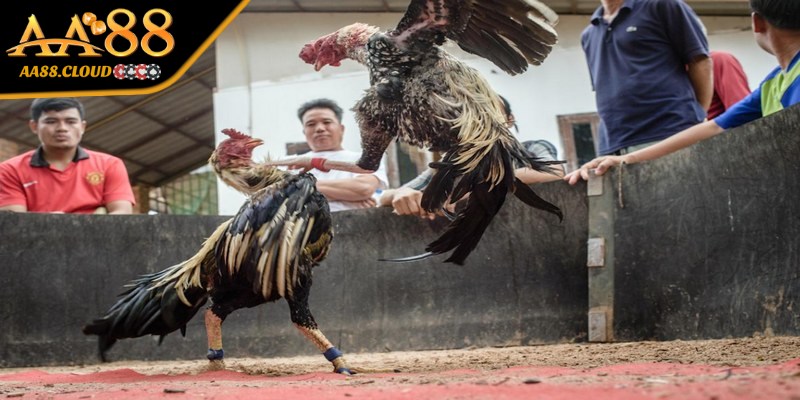 Các quy tắc về dụng cụ cùng sàn thi đấu đá gà 