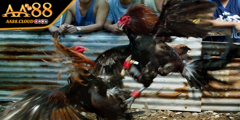 Áp dụng đúng luật cơ bản khi chơi đá gà giúp bạn bảo vệ quyền lợi 