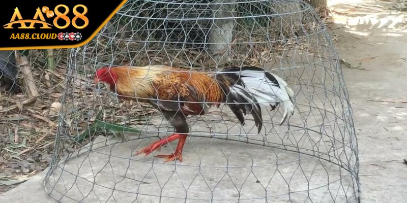 Chạy lồng là thuật ngữ trong đá gà vô cùng phổ biến hiện nay 