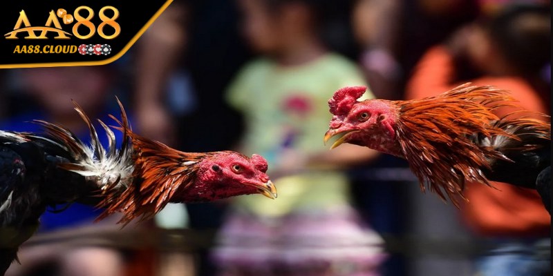 Thuật ngữ trong giai đoạn thi đấu đá gà