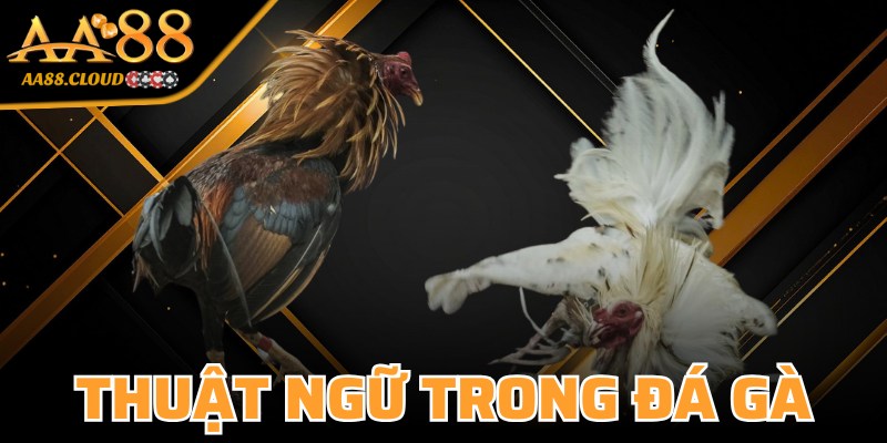 Thuật Ngữ Trong Đá Gà